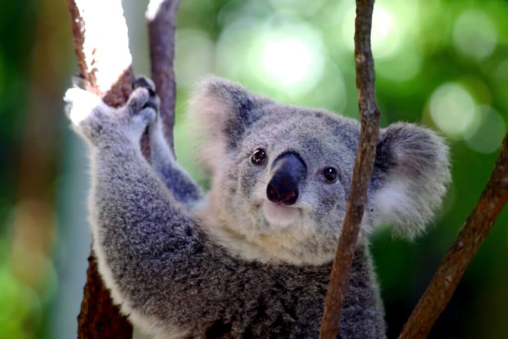 Koala in Australia