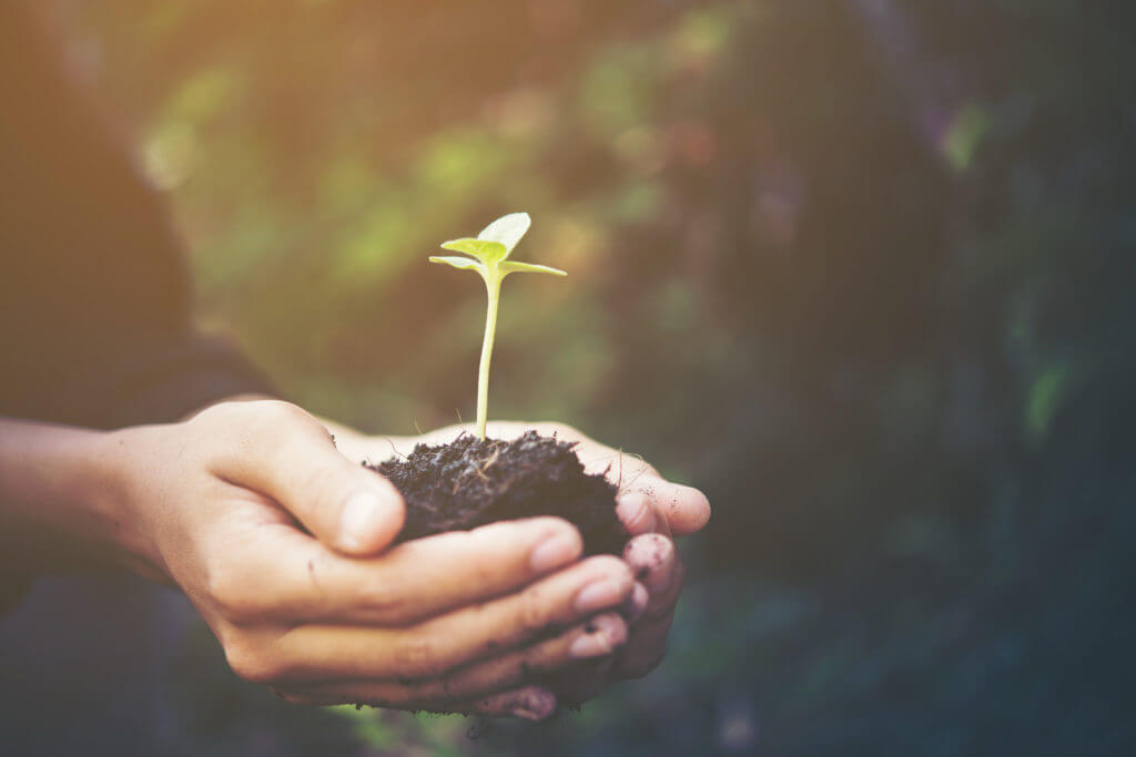 plant in hands give to the world