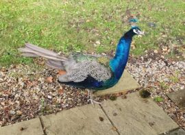 Croxteth Park Storage